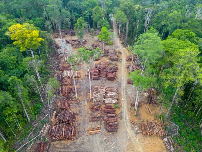 Exploring the Dual Nature of Logging: Risks and Gains in U.S. Forests