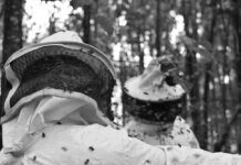 bee