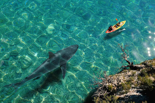 shutterstock_1978961627.jpg A kayak on clear water with a shark swimming beneath