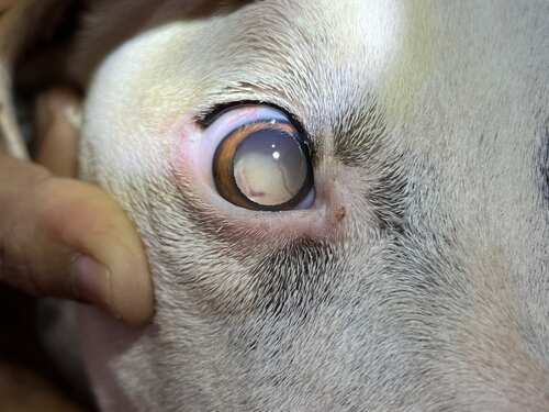 Close-up of a dog's eye being examined