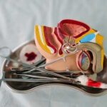 A detailed anatomical model of the human anatomy with surgical tools on a tray