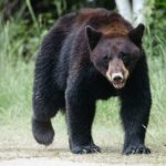A black bear walking through a grassy area