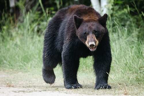 A black bear walking through a grassy area