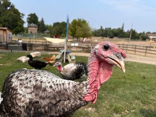 Close-up of a turkey in a farm setting with other birds in the background