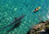 A kayak on clear water with a shark swimming beneath