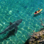 A kayak on clear water with a shark swimming beneath