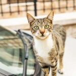 A tabby cat with green eyes standing on a car hood