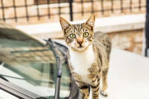 A tabby cat with green eyes standing on a car hood
