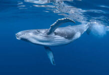 A humpback whale swimming gracefully in deep blue water