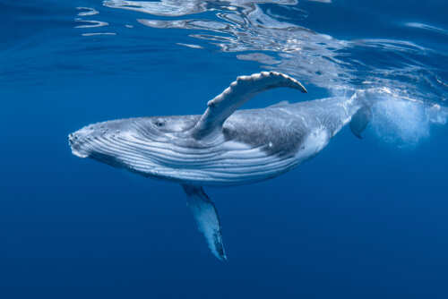 A humpback whale swimming gracefully in deep blue water
