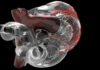 3D rendering of a human heart showing internal structures