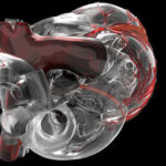 3D rendering of a human heart showing internal structures