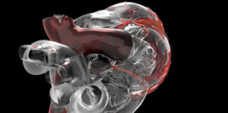 3D rendering of a human heart showing internal structures