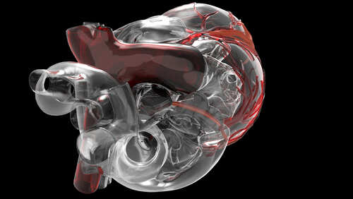 3D rendering of a human heart showing internal structures