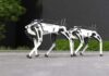 Two robotic police dogs standing on a pavement